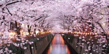 目黒川のお花見シーズン